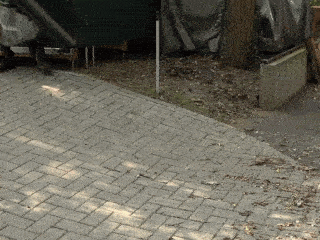 GIF1 GIF1